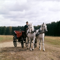 Picture of pair of orlov trotters in harness in moscow forest with vehicle