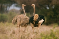 Picture of Pair of Ostrich running away