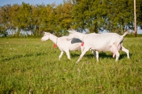 Picture of pair of Saanen dairy goats running in meadow