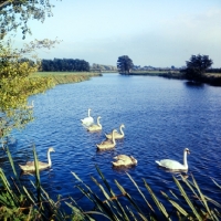 Picture of pair of swans with five cygnets