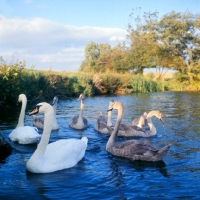 Picture of pair of swans with six cygnets