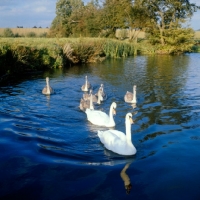 Picture of pair of swans with six cygnets