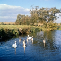 Picture of pair of swans with six cygnets