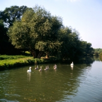 Picture of pair of swans with six cygnets swimming away
