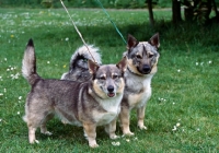 Picture of pair of undocked swedish vallhunds with different tail carriages, teddy and misty