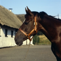 Picture of Palalganda, head shot of Danish Warmblood,Sporthorse