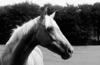 Picture of palomino  mare, head study