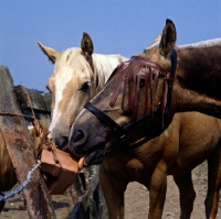 Picture of palomino and cob, two horses licking salt lick, one with fly fringes