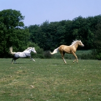 Picture of palomino and welsh mountain  pony cantering