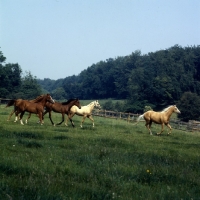 Picture of palomino, bay and chestnut horses (unknown breed) moving together