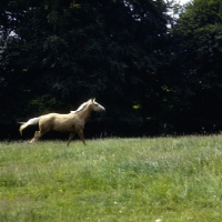 Picture of palomino cantering in sunlight