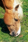 Picture of palomino grazing