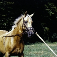 Picture of palomino horse cantering wearing lunging caveson