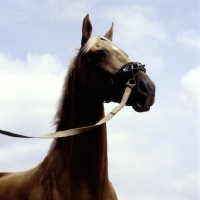 Picture of palomino horse wearing lunging caveson