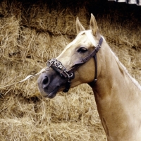 Picture of palomino horse wearing lunging caveson
