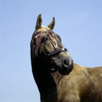 Picture of palomino horse with fly protection on head