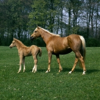 Picture of palomino mare and chestnut foal