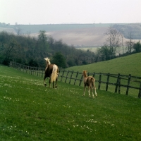 Picture of palomino mare and chestnut foal