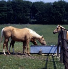 Picture of palomino mare and chestnut foal drinking at trough, another looks on