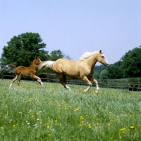 Picture of palomino mare and chestnut foal cantering in field of flowers