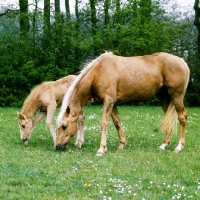 Picture of palomino mare and chestnut foal grazing