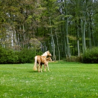 Picture of palomino mare and chestnut foal in field with wide background