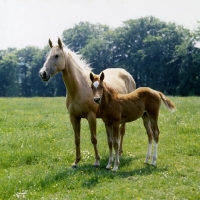 Picture of palomino mare and chestnut foal