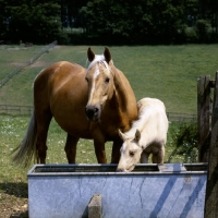 Picture of palomino mare and foal at water trough
