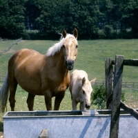 Picture of palomino mare and foal at water trough