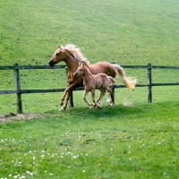 Picture of palomino mare and foal cantering together in field