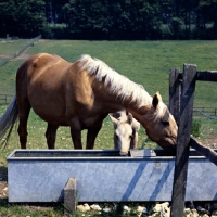 Picture of palomino mare and foal drinking at water trough