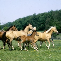 Picture of palomino mare and foal in group (unknown breed) cantering 
