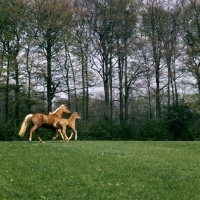 Picture of palomino mare and foal moving with space around
