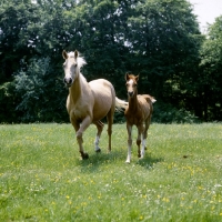 Picture of palomino mare and foal trotting towards camera