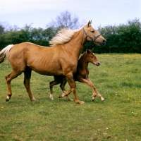 Picture of palomino mare and foal trotting and cantering together
