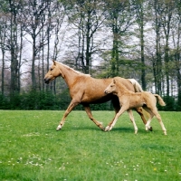 Picture of palomino mare and foal trotting in step together