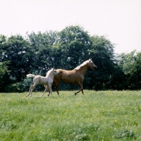 Picture of palomino mare and foal