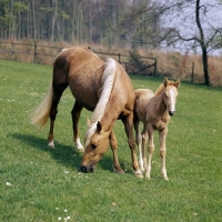 Picture of palomino mare and foal