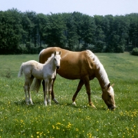 Picture of palomino mare and foal