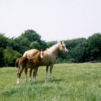 Picture of palomino mare and her chestnut foal