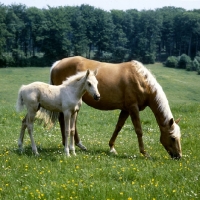 Picture of palomino mare and her foal