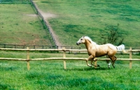 Picture of palomino mare cantering across field