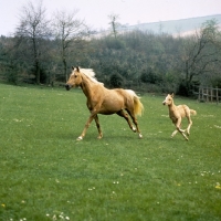 Picture of palomino mare cantering with her foal, all legs