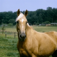 Picture of palomino mare head study