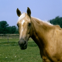 Picture of palomino mare head study