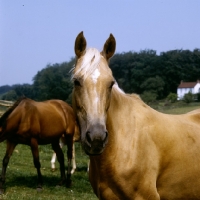 Picture of palomino mare head study