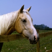 Picture of palomino mare head study