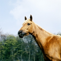 Picture of palomino mare head study