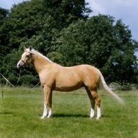 Picture of palomino mare in uk