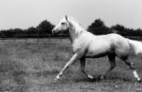 Picture of palomino mare trotting across field
